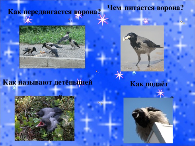 Чем  питается ворона? Как передвигается ворона? Как называют детёнышей вороны? Как подаёт голос ворона? 