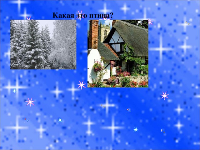 Какая это птица? 