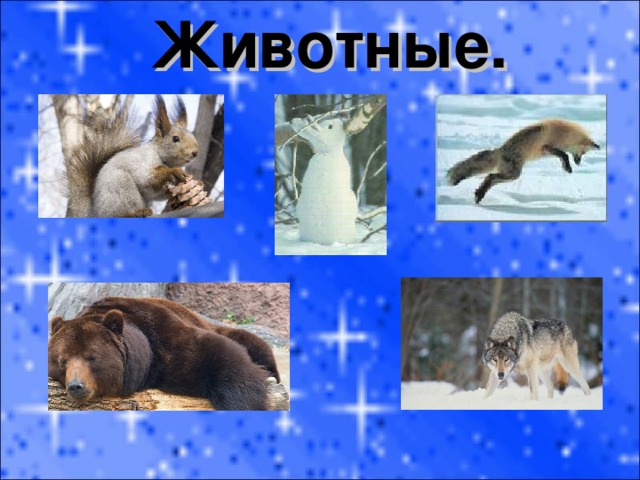 Животные. 