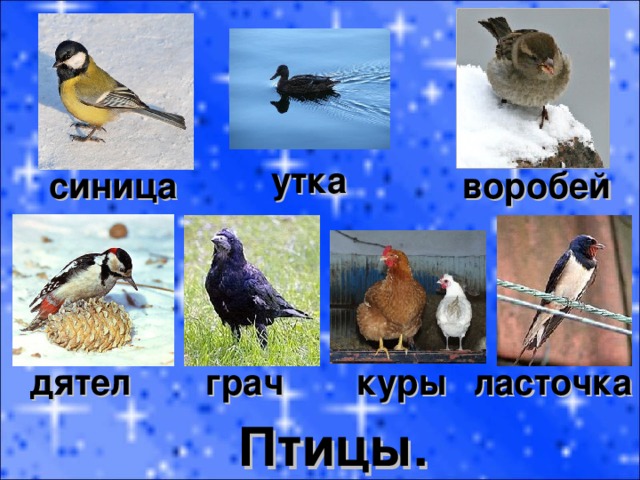утка синица воробей ласточка дятел грач куры Птицы. 