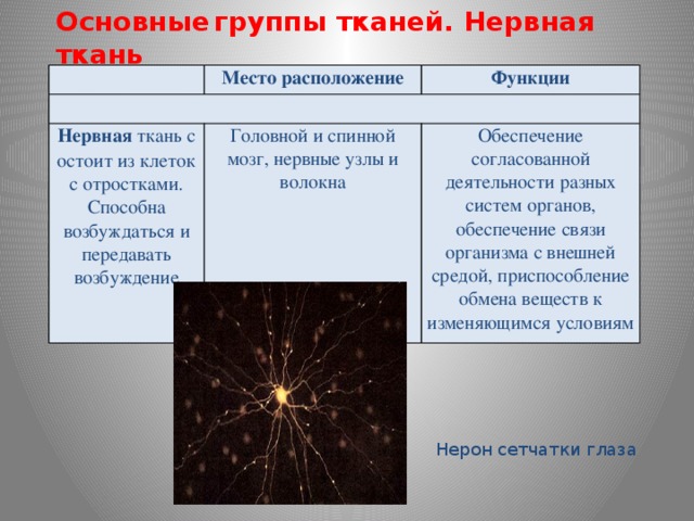 Реферат: Мышечные и нервная ткани