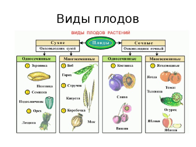 Плоды картинки биология