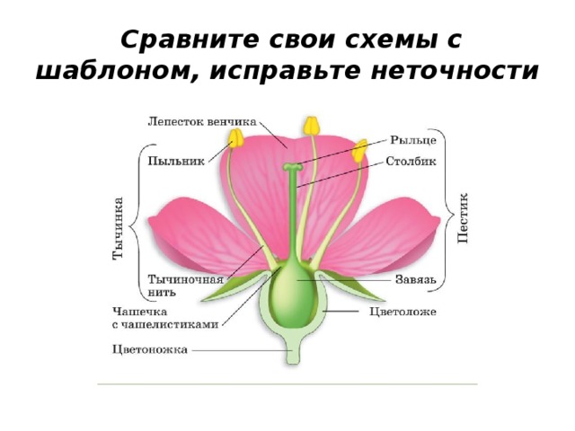  Сравните свои схемы с шаблоном, исправьте неточности 
