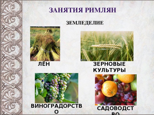 Занятия римлян ЗЕМЛЕДЕЛИЕ ЛЁН ЗЕРНОВЫЕ КУЛЬТУРЫ ВИНОГРАДОРСТВО САДОВОДСТВО 