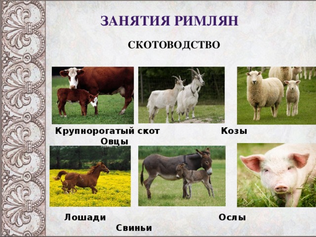 Занятия римлян СКОТОВОДСТВО Крупнорогатый скот Козы Овцы  Лошади Ослы Свиньи 