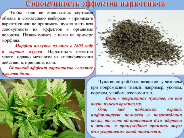 Чтобы люди не становились жертвами обмана и сознательно выбирали - принимать наркотики или не принимать, нужно знать всю совокупность их эффектов в организме человека. Познакомимся с ними на примере морфина.  Морфин получен из опия в 1803 году и хорошо изучен . Наркотиков известно много, однако механизм их специфического действия в, принципе, един. Основной эффект наркотиков - снятие чувства боли . Чувство острой боли возникает у человека при повреждении тканей, например, уколом, порезом, ушибом, ожогом и т.п.  Боль - неприятное чувство, но оно очень нужно организму. Она, как надежная охрана, информирует человека о повреждении тела, то есть об опасности для здоровья и жизни, и принуждает принять меры для устранения этой опасности. 