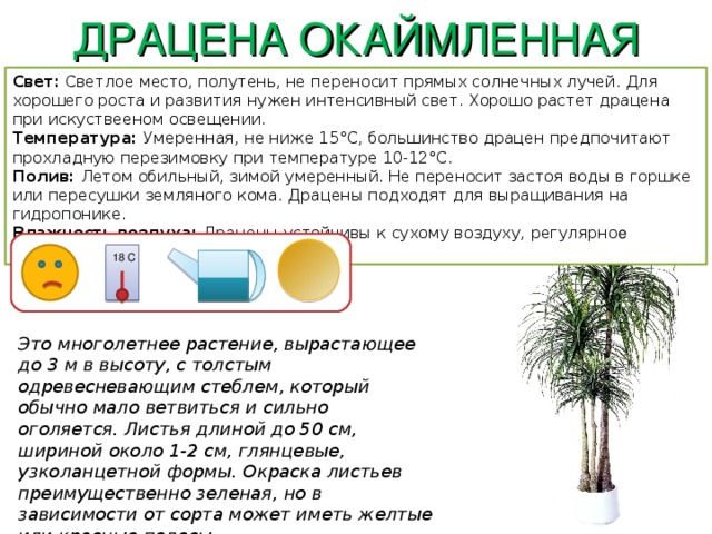 ДРАЦЕНА ОКАЙМЛЕННАЯ Свет: Светлое место, полутень, не переносит прямых солнечных лучей. Для хорошего роста и развития нужен интенсивный свет. Хорошо растет драцена при искуствееном освещении. Температура: Умеренная, не ниже 15°С, большинство драцен предпочитают прохладную перезимовку при температуре 10-12°С. Полив: Летом обильный, зимой умеренный. Не переносит застоя воды в горшке или пересушки земляного кома. Драцены подходят для выращивания на гидропонике. Влажность воздуха: Драцены устойчивы к сухому воздуху, регулярно е опрыскивани е 18 С Это многолетнее растение, вырастающее до 3 м в высоту, с толстым одревесневающим стеблем, который обычно мало ветвиться и сильно оголяется. Листья длиной до 50 см, шириной около 1-2 см, глянцевые, узколанцетной формы. Окраска листьев преимущественно зеленая, но в зависимости от сорта может иметь желтые или красные полосы. 