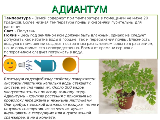 АДИАНТУМ Температура - Зимой содержат при температуре в помещении не ниже 20 градусов. Более низкая температура почвы и сквозняки губительны для растения. Свет - Полутень Полив - Весь год земляной ком должен быть влажным, однако не следует допускать как избытка воды в горшке, так и пересыхания почвы. Влажность воздуха в помещении создают постоянным распылением воды над растением, но не опрыскивая его непосредственно. Время от времени горшок с папоротником следует погружать в воду. Влажность воздуха - Высокая Благодаря гидрофобному свойству поверхности листовой пластинки капельки воды стекают с листьев, не смачивая их. Около 200 видов, распространенных по всему земному шару. Адиантумы - хрупкие растения с похожими на проволоку черешками и нежными листочками. Они требуют высокой влажности воздуха, тепла и неяркого освещения, из-за чего их лучше выращивать в террариуме или в притененной оранжерее, а не в комнате. 