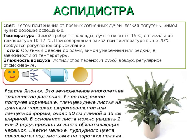 АСПИДИСТРА Свет: Летом притенение от прямых солнечных лучей, легкая полутень. Зимой нужно хорошее освещение. Температура: Зимой требует прохлады, лучше не выше 15°C, оптимальная температура 10-12 °C. При содержании зимой при температуре выше 20°C требуется регулярное опрыскивание. Полив: Обильный с весны до осени, зимой умеренный или редкий, в зависимости от температуры. Влажность воздуха: Аспидистра переносит сухой воздух, регулярное опрыскивание . Родина Япония. Это вечнозеленое многолетнее травянистое растение. У нее подземное ползучее корневище, глянцевидные листья на длинных черешках широкоовальной или ланцетной формы, около 50 см длиной и 15 см шириной. В основании листа можно увидеть 1 или 2 редуцированных листа обхватывающих черешок. Цветки мелкие, пурпурного цвета, появляются под листьями на коротких ножках. 