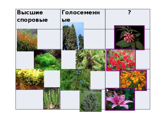 Споровые голосеменные покрытосеменные. Подцарство высшие споровые растения. Голосеменные и покрытосеменные. Строение голосеменных и цветковых растений. Размножение высших споровых растений.