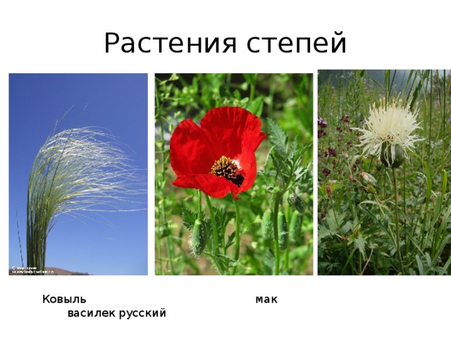 Растения степей Ковыль мак василек русский