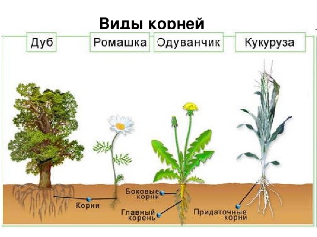 Виды корней