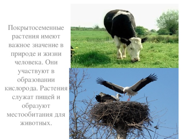 Покрытосеменные растения имеют важное значение в природе и жизни человека. Они участвуют в образовании кислорода. Растения служат пищей и образуют местообитания для животных.