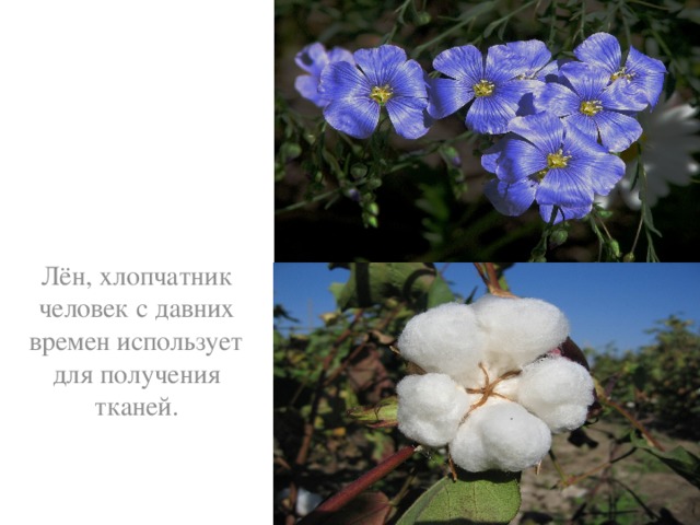 Лён, хлопчатник человек с давних времен использует для получения тканей.