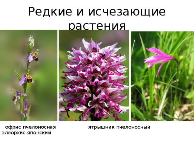 Редкие и исчезающие растения  офрис пчелоносная ятрышник пчелоносный элеорхис японский
