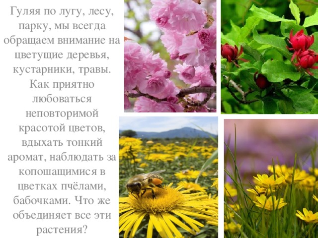 Гуляя по лугу, лесу, парку, мы всегда обращаем внимание на цветущие деревья, кустарники, травы. Как приятно любоваться неповторимой красотой цветов, вдыхать тонкий аромат, наблюдать за копошащимися в цветках пчёлами, бабочками. Что же объединяет все эти растения?