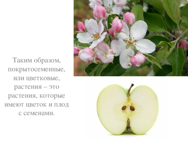 Таким образом, покрытосеменные, или цветковые, растения – это растения, которые имеют цветок и плод с семенами.