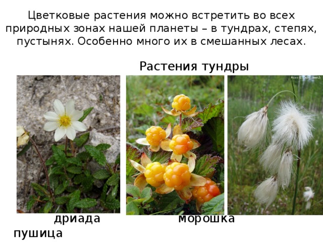 Цветковые растения можно встретить во всех природных зонах нашей планеты – в тундрах, степях, пустынях. Особенно много их в смешанных лесах.  Растения тундры  дриада морошка пушица