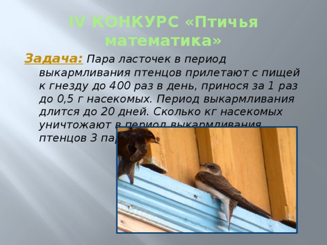 IV КОНКУРС «Птичья математика» Задача: Пара ласточек в период выкармливания птенцов прилетают с пищей к гнезду до 400 раз в день, принося за 1 раз до 0,5 г насекомых. Период выкармливания длится до 20 дней. Сколько кг насекомых уничтожают в период выкармливания птенцов 3 пары ласточек? 