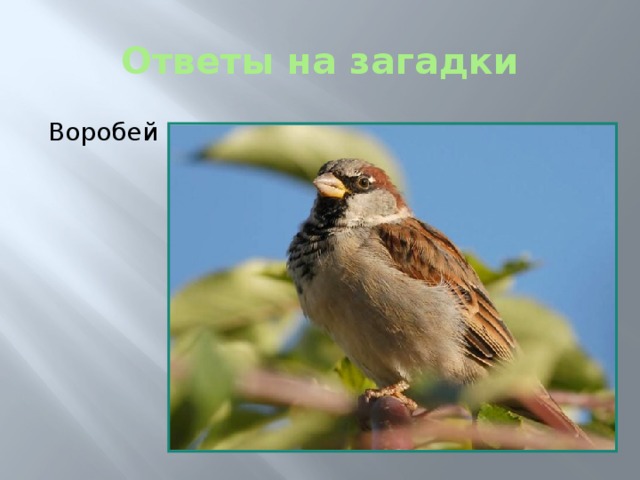 Ответы на загадки Воробей 