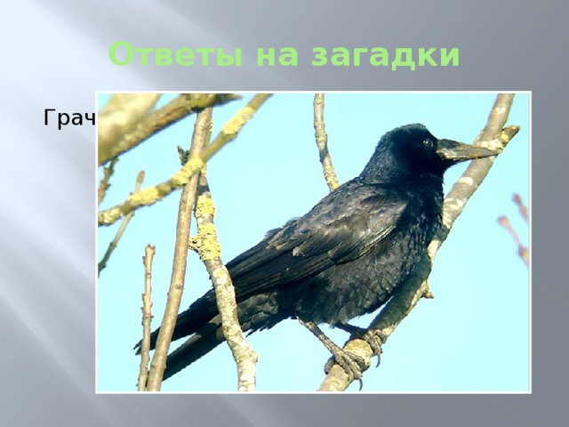 Ответы на загадки Грач 
