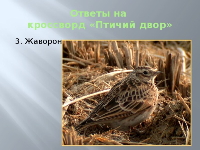 Ответы на  кроссворд «Птичий двор» 3. Жаворонок 