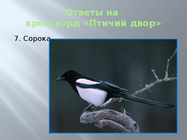 Ответы на  кроссворд «Птичий двор» 7. Сорока 