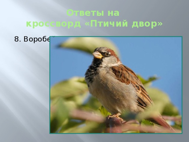Ответы на  кроссворд «Птичий двор» 8. Воробей 
