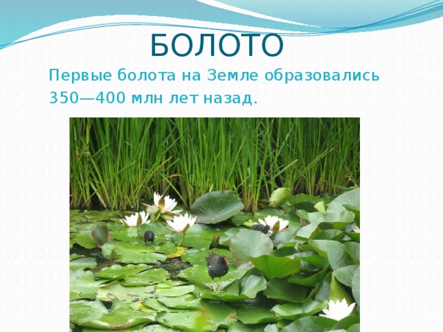Презентация 3 класс природное сообщество болото 3 класс