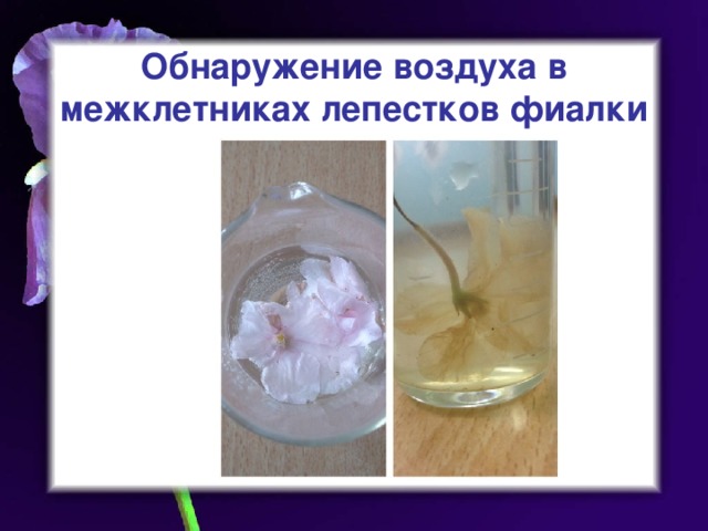 Обнаружение воздуха в межклетниках лепестков фиалки 