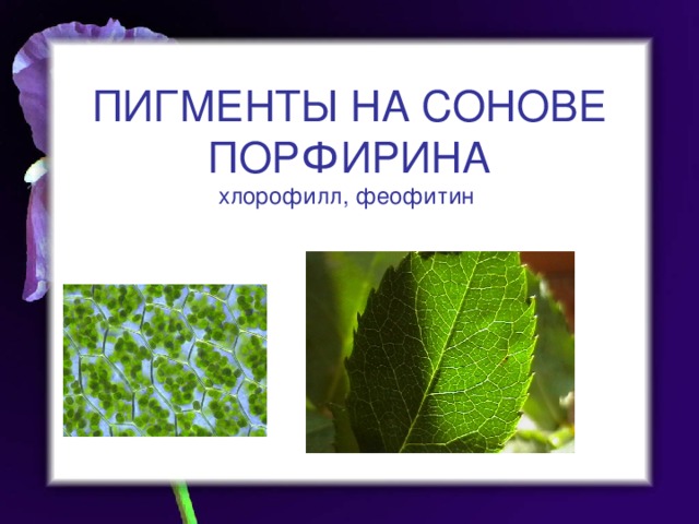 ПИГМЕНТЫ НА СОНОВЕ ПОРФИРИНА  хлорофилл, феофитин 