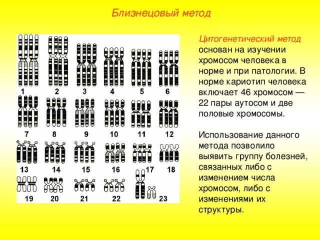 Близнецовый метод Цитогенетический метод основан на изучении хромосом человека в норме и при патологии. В норме кариотип человека включает 46 хромосом — 22 пары аутосом и две половые хромосомы. Использование данного метода позволило выявить группу болезней, связанных либо с изменением числа хромосом, либо с изменениями их структуры.  