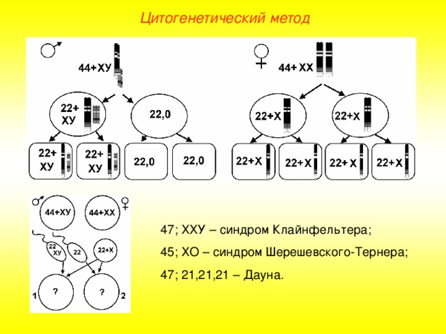 Цитогенетический метод 47; ХХУ – синдром Клайнфельтера; 45; ХО – синдром Шерешевского-Тернера; 47; 21,21,21 – Дауна.  