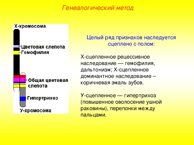 Генеалогический метод Целый ряд признаков наследуется сцеплено с полом: Х-сцепленное рецессивное наследование — гемофилия, дальтонизм; Х-сцепленное доминантное наследование – коричневая эмаль зубов. У-сцепленное — гипертрихоз (повышенное оволосение ушной раковины), перепонки между пальцами.  