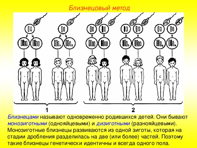 Близнецовый метод Близнецами называют одновременно родившихся детей. Они бывают монозиготными (однояйцевыми) и дизиготными (разнояйцевыми) . Монозиготные близнецы развиваются из одной зиготы, которая на стадии дробления разделилась на две (или более) частей. Поэтому такие близнецы генетически идентичны и всегда одного пола.  