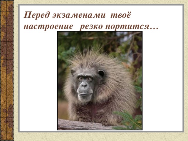 Перед экзаменами твоё настроение резко портится… 