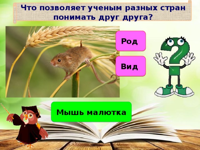 Что позволяет ученым разных стран понимать друг друга? Род Вид Мышь малютка 
