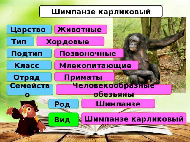 Шимпанзе карликовый Царство Животные Тип Хордовые Позвоночные Подтип Класс Млекопитающие Отряд Приматы Семейство Человекообразные обезьяны Род Шимпанзе Вид Шимпанзе карликовый 