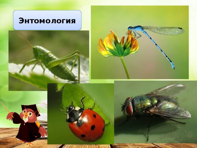 Энтомология 