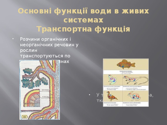 Основні функції води в живих системах  Транспортна функція Розчини органічних і неорганічних речовин у рослин транспортуються по провідних тканинах У тварин – кров, лімфа, тканинна рідина 
