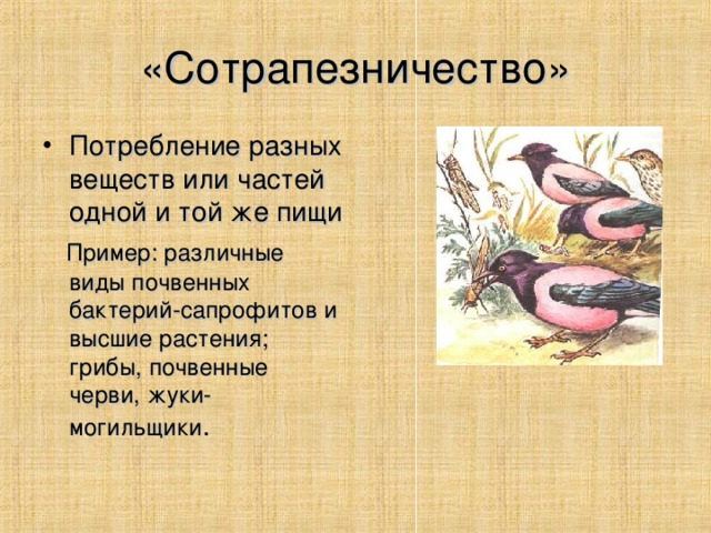 «Сотрапезничество» Потребление разных веществ или частей одной и той же пищи  Пример: различные виды почвенных бактерий-сапрофитов и высшие растения; грибы, почвенные черви, жуки-могильщики .