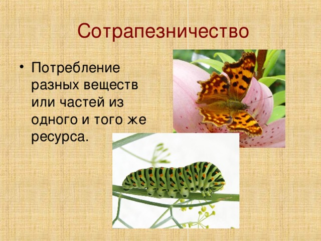 Сотрапезничество