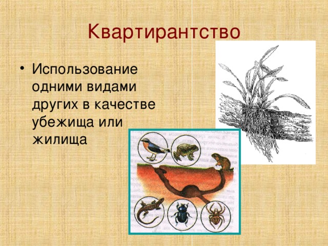 Квартирантство