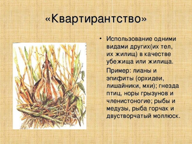 «Квартирантство» Использование одними видами других(их тел, их жилищ) в качестве убежища или жилища.  Пример: лианы и эпифиты (орхидеи, лишайники, мхи); гнезда птиц, норы грызунов и членистоногие; рыбы и медузы, рыба горчак и двустворчатый моллюск.