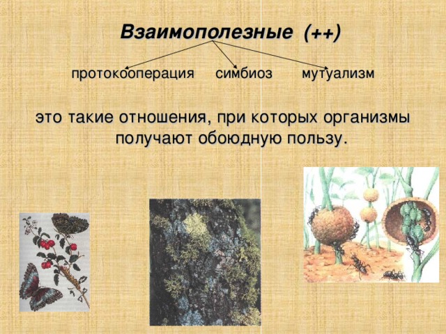 протокооперация симбиоз мутуализм  Взаимополезные (++) это такие отношения, при которых организмы получают обоюдную пользу.