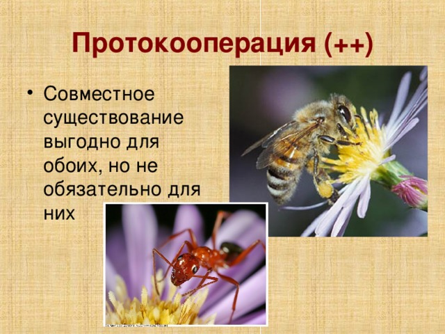 Протокооперация (++)