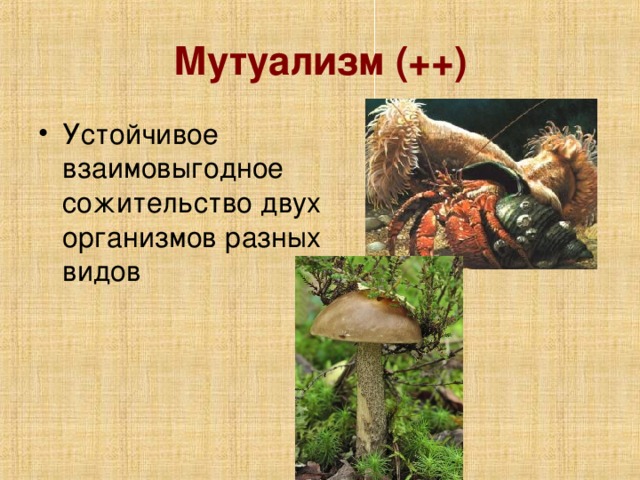 Мутуализм (++)