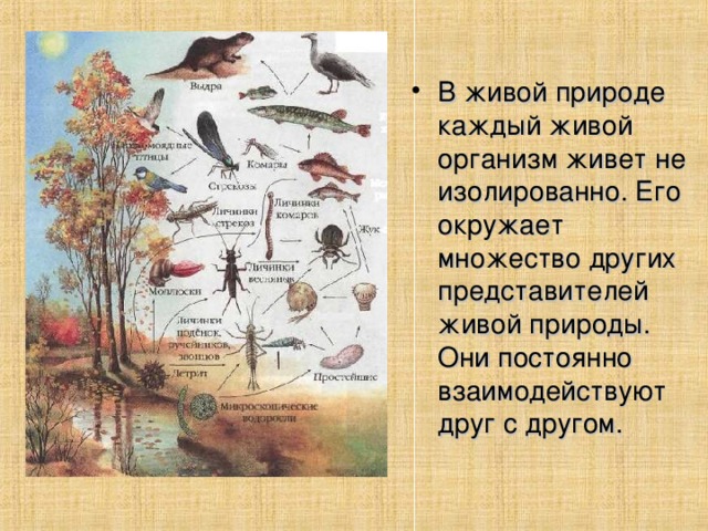 В живой природе каждый живой организм живет не изолированно. Его окружает множество других представителей живой природы. Они постоянно взаимодействуют друг с другом.