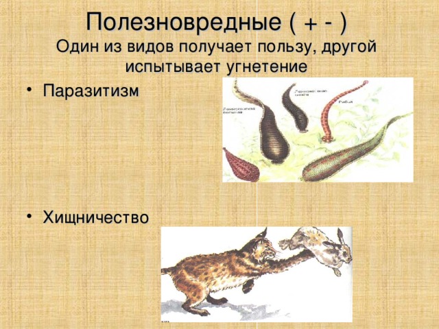 Полезновредные ( + - )  Один из видов получает пользу, другой испытывает угнетение