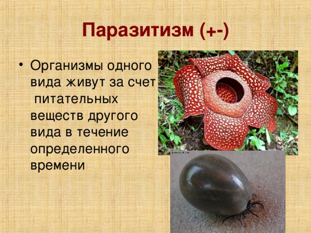 Паразитизм (+-)